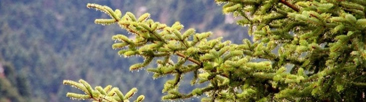 Greece Pine Ivy Honey